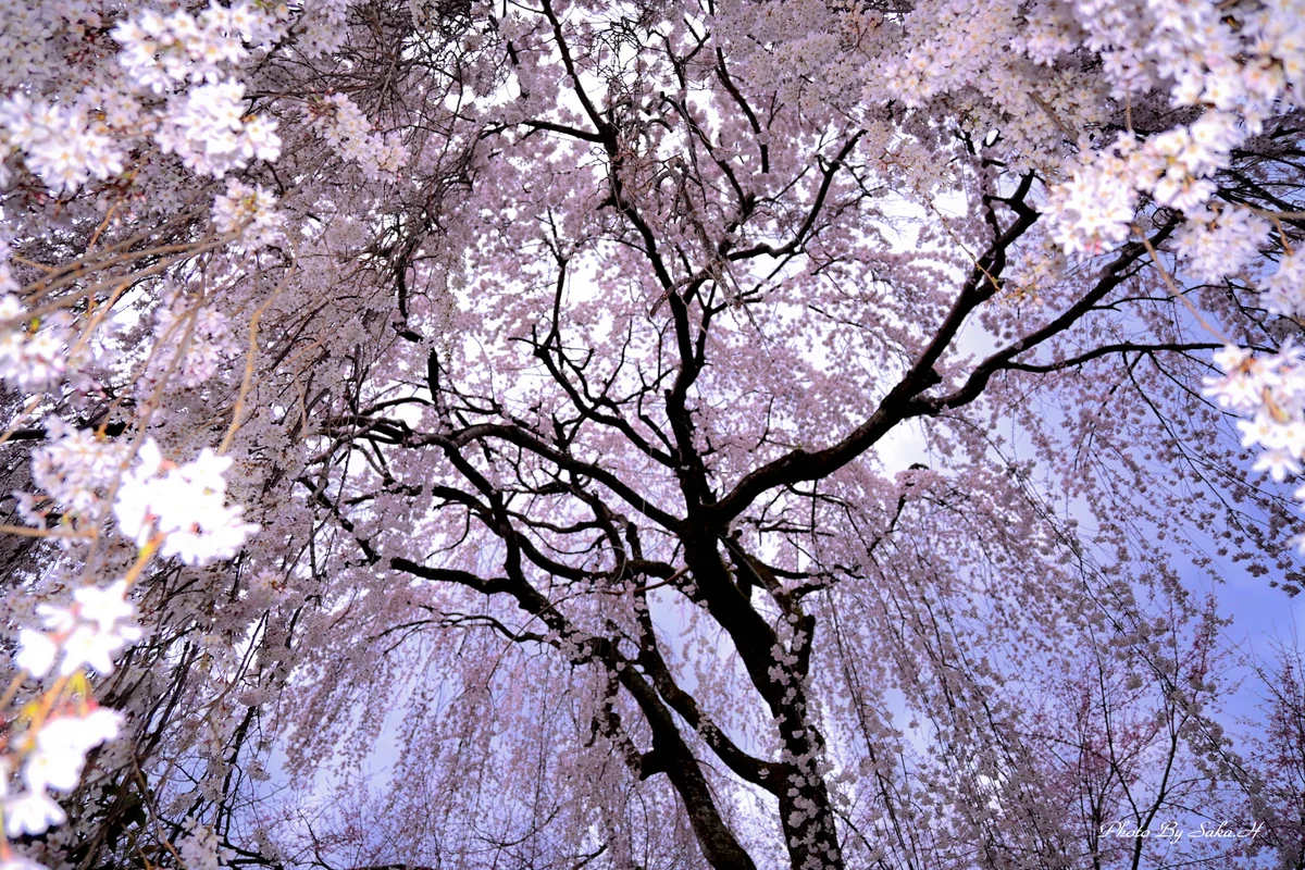 投稿写真：桜のシャワー