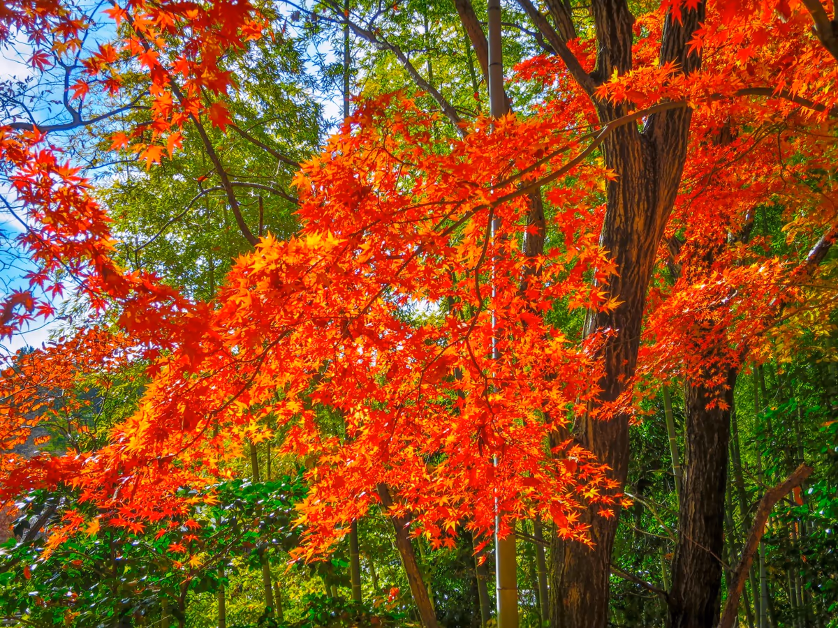 投稿写真：冬の日差しに輝くもみじの紅葉と竹林