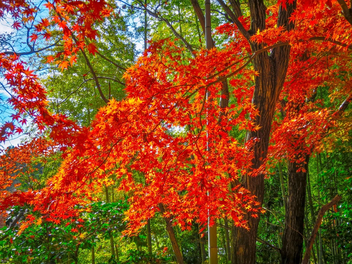 投稿写真：冬の日差しに輝くもみじの紅葉と竹林