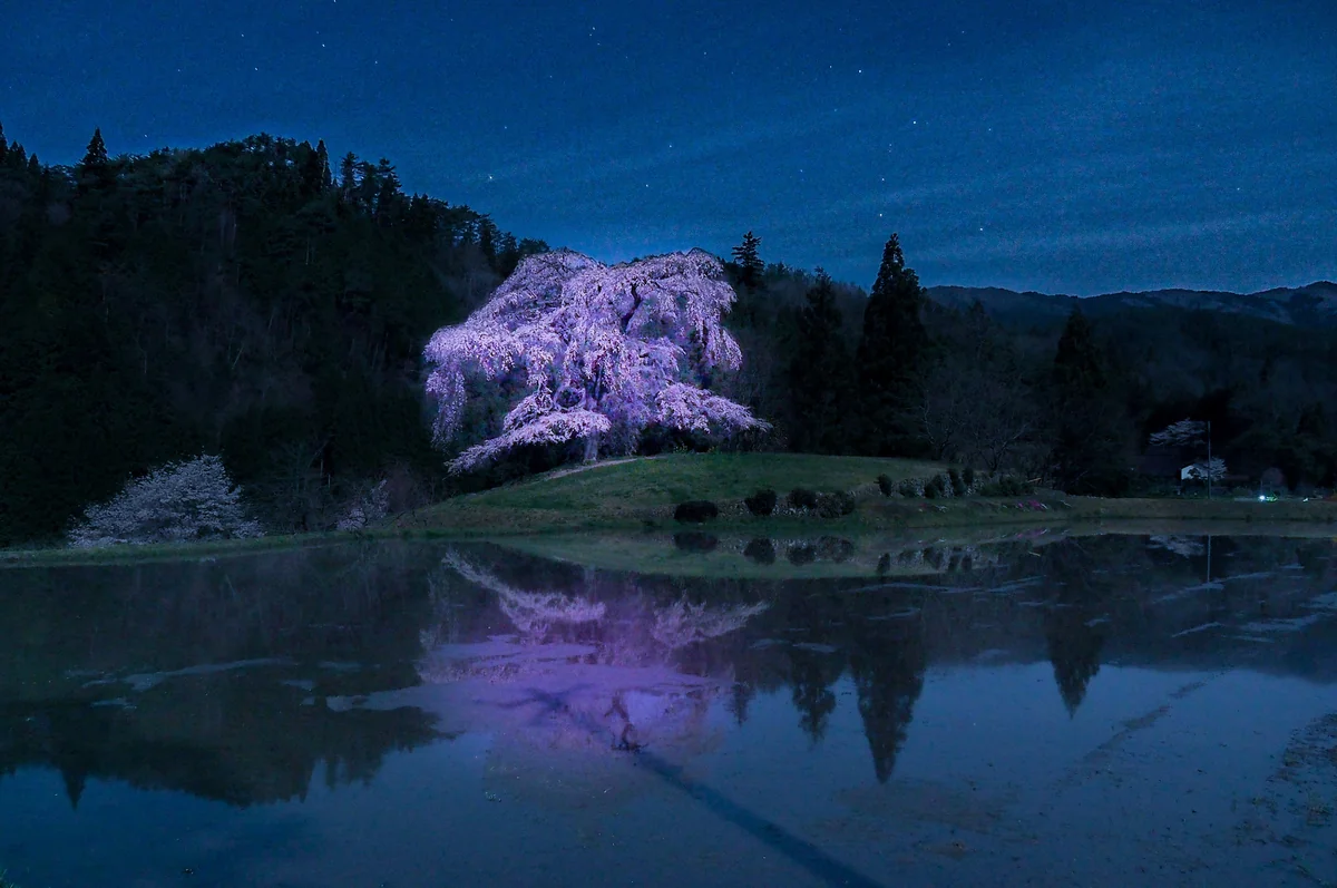 投稿写真：与一野 枝垂れ桜