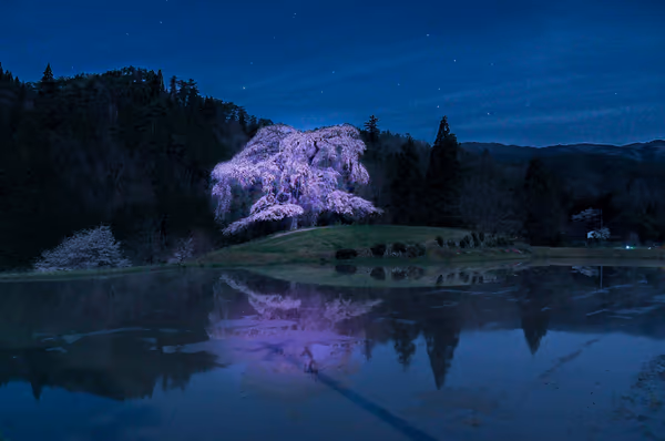 投稿：与一野 枝垂れ桜