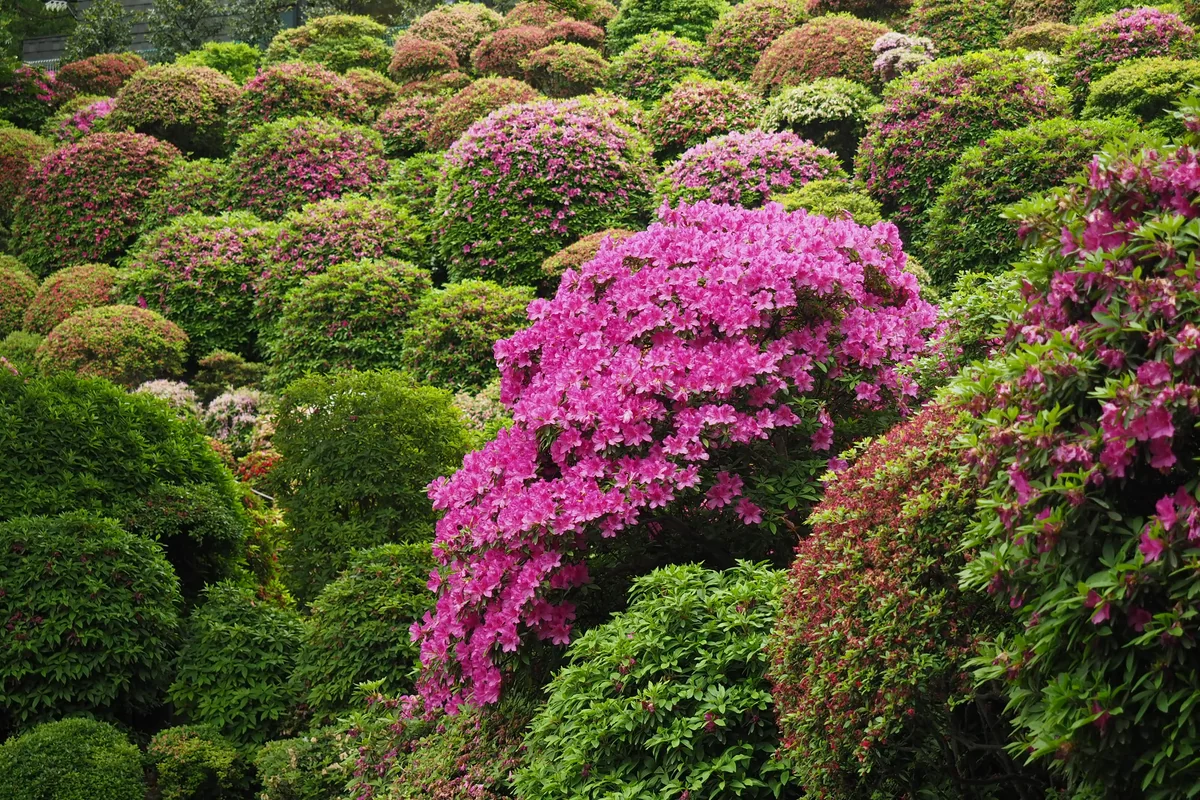 投稿写真：根津神社　ツツジ