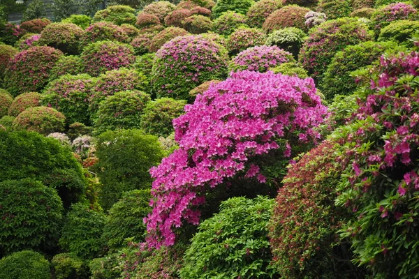 投稿：根津神社　ツツジ