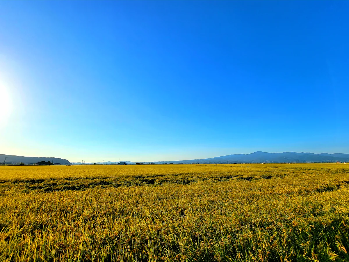 投稿写真：全部お米