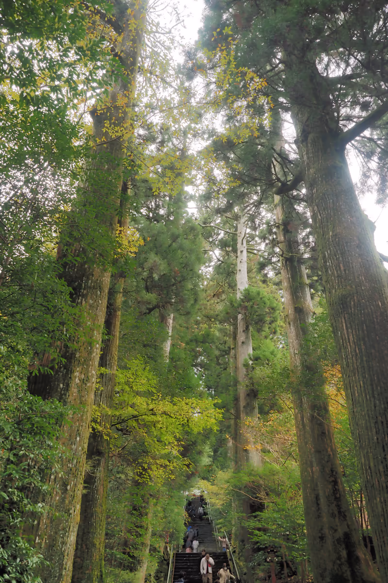 投稿写真：箱根神社　参道