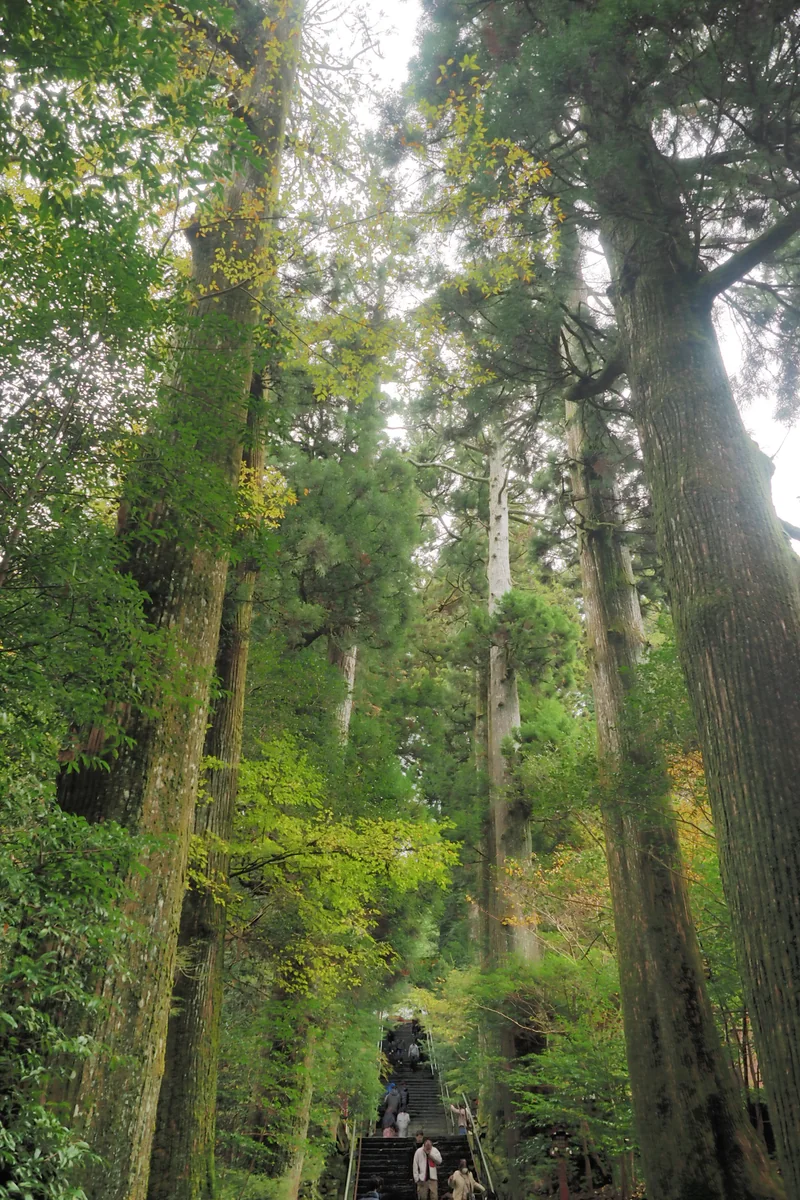 投稿写真：箱根神社　参道