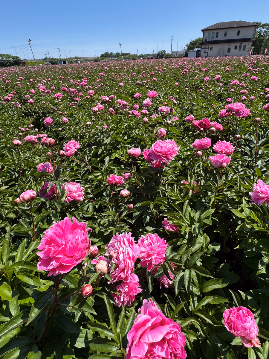 投稿写真：日本最大級❗️ 約5万株・20万本の芍薬の絶景
