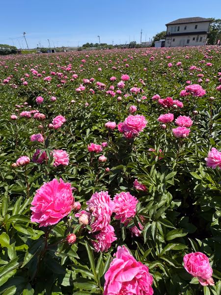 投稿：日本最大級❗️ 約5万株・20万本の芍薬の絶景