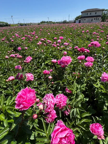 投稿：日本最大級❗️ 約5万株・20万本の芍薬の絶景