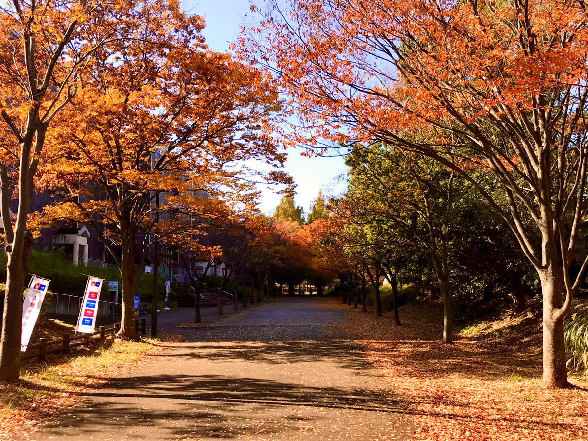 投稿写真：街の紅葉