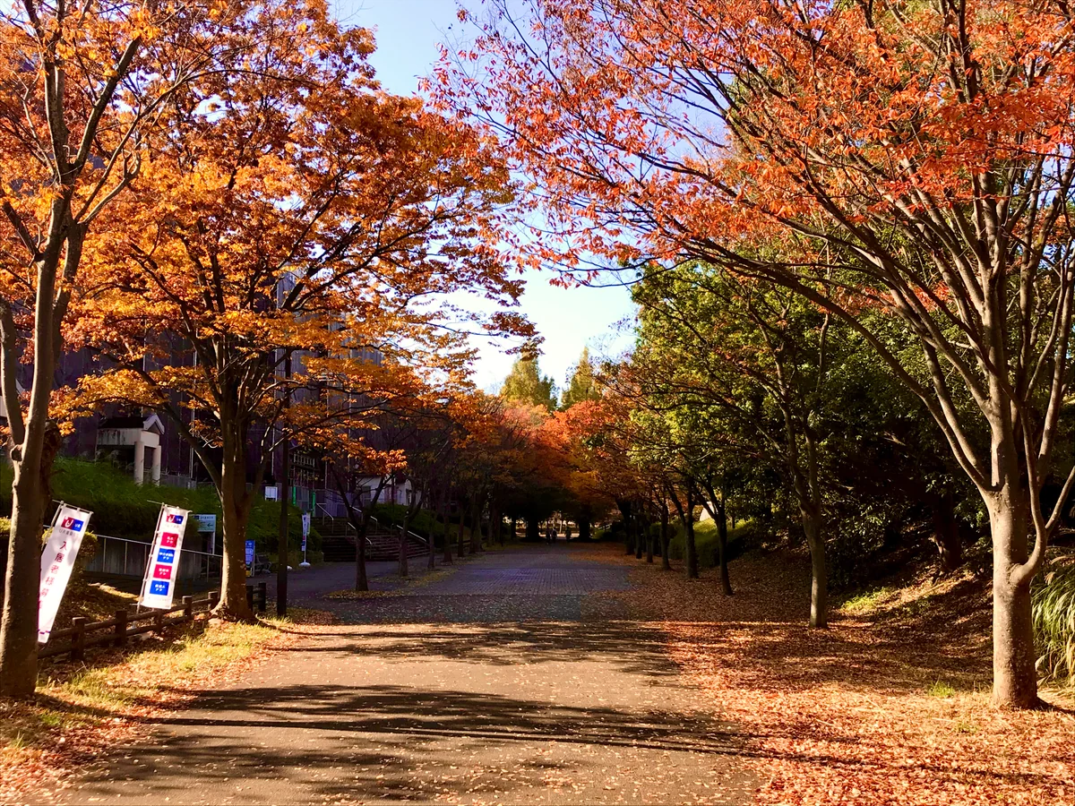 投稿写真：街の紅葉
