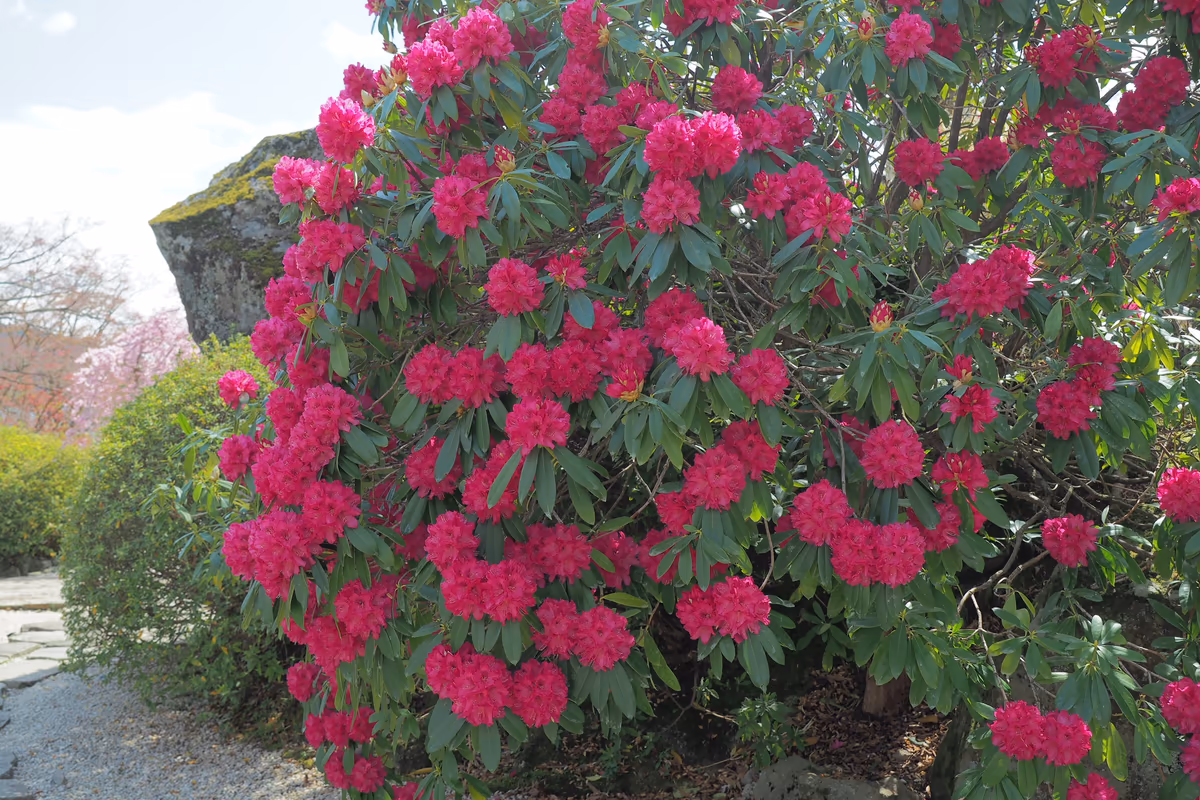 投稿写真：強羅公園　赤石楠花