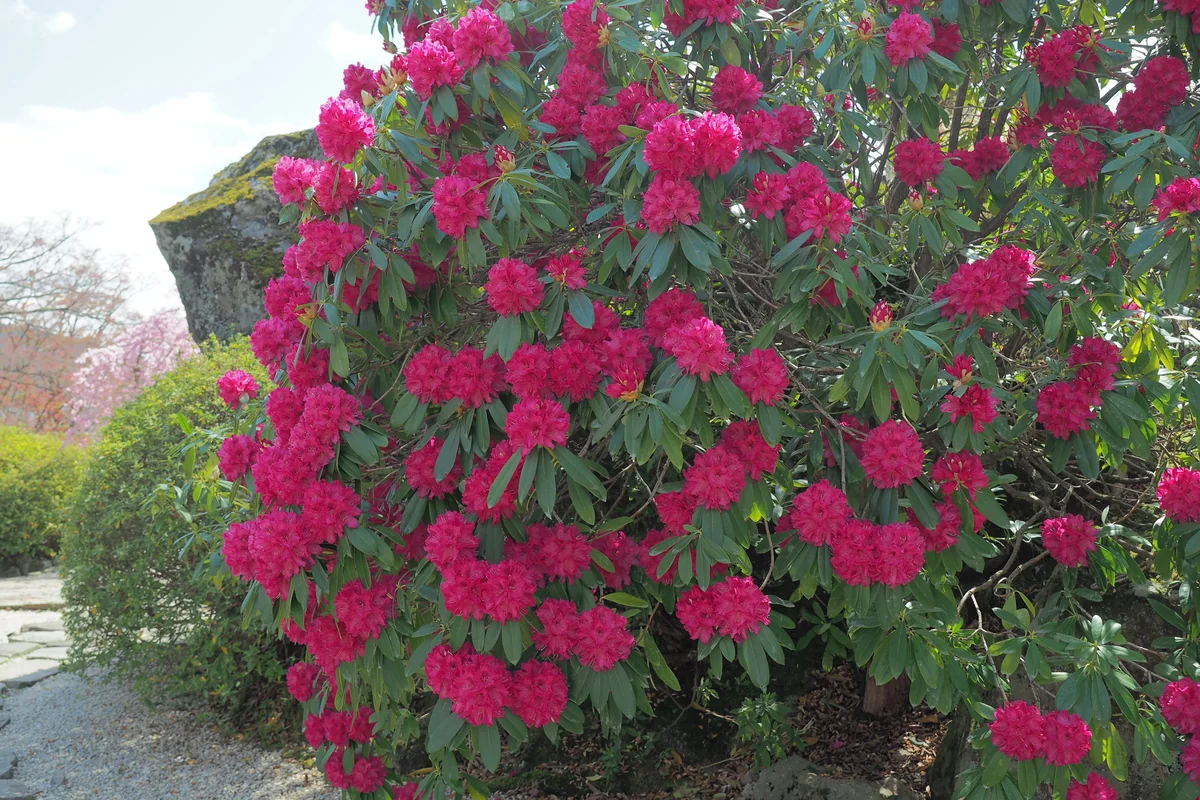 投稿写真：強羅公園　赤石楠花