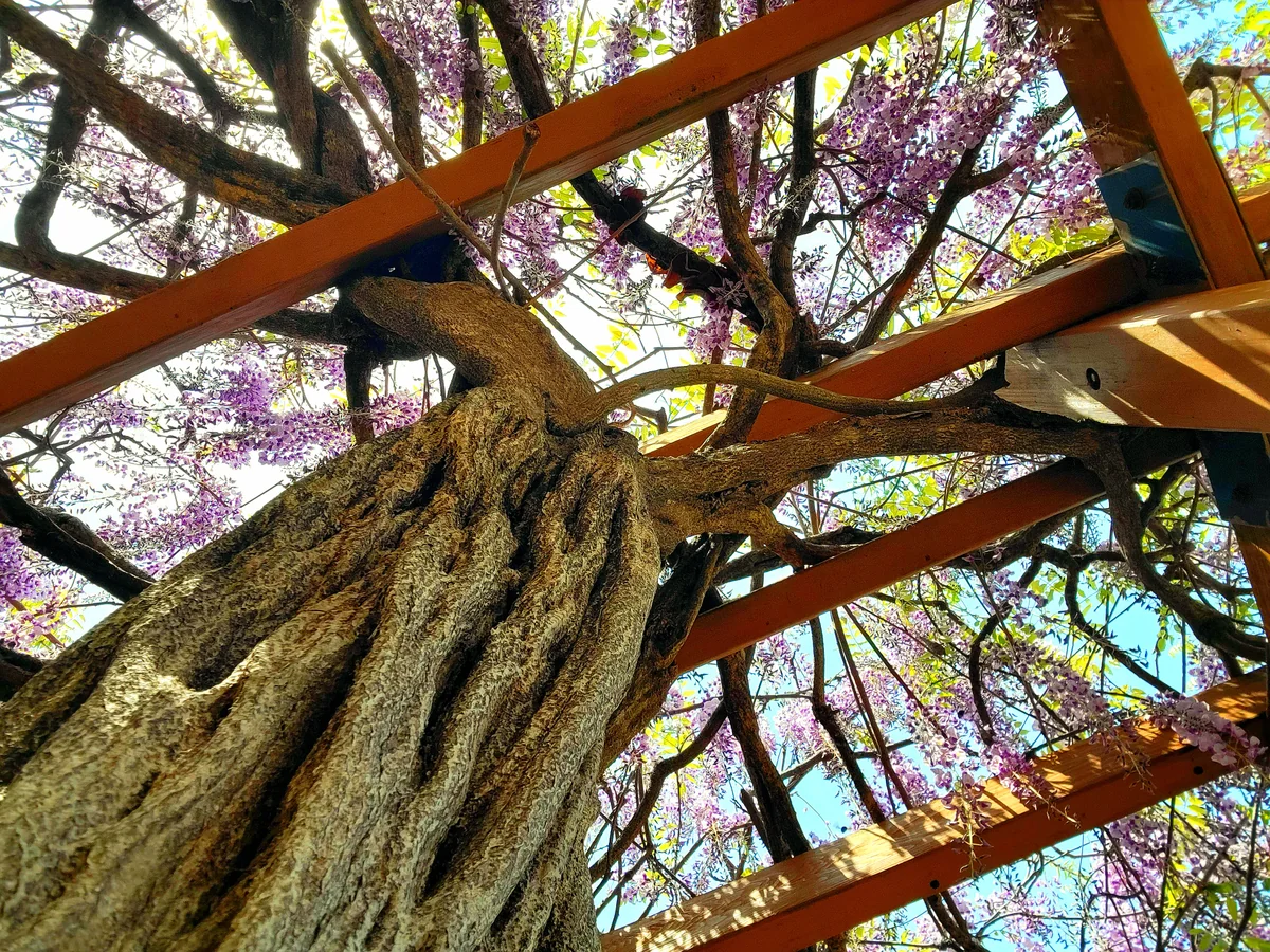 投稿写真：さくらの里の藤棚