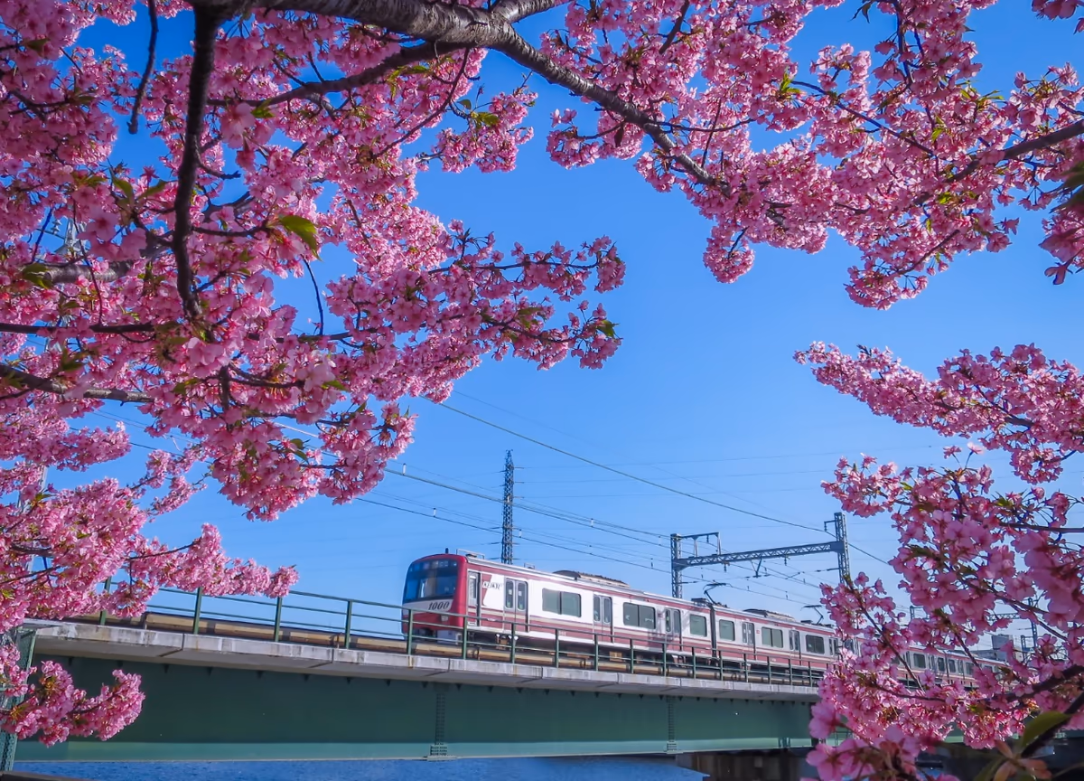 投稿写真：河津桜と京急電車④
