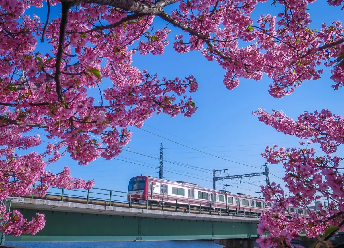 投稿写真：河津桜と京急電車④