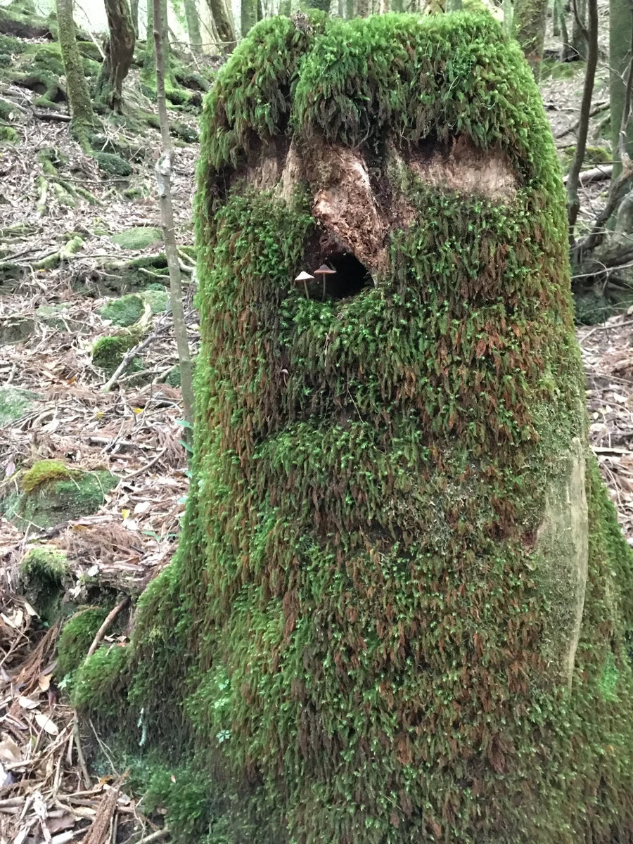 投稿写真：屋久島