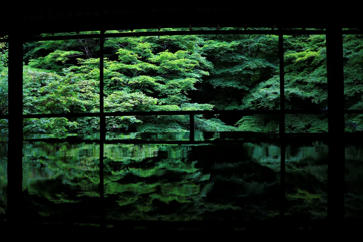 投稿写真：初夏のもみじ