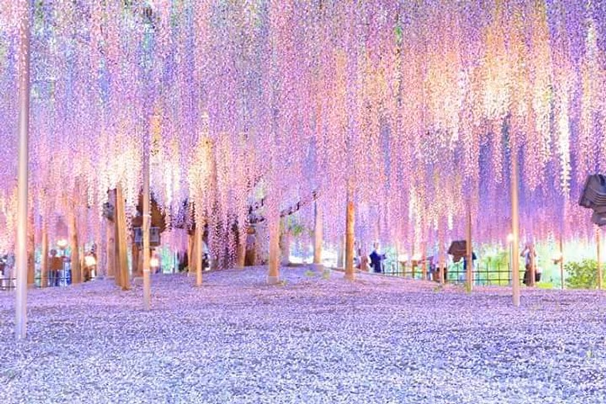 投稿写真：あしかがフラワーパーク