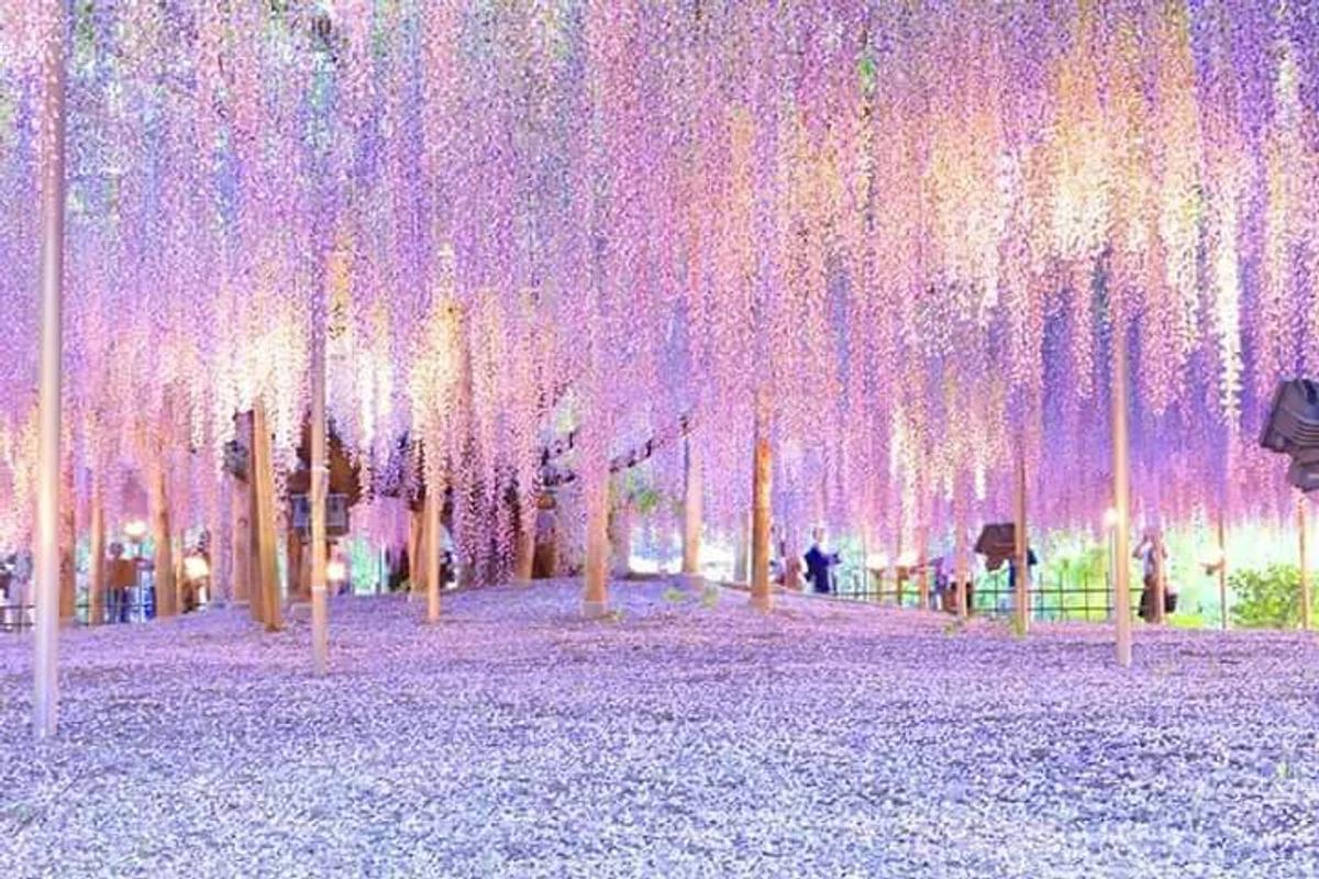 投稿写真：あしかがフラワーパーク