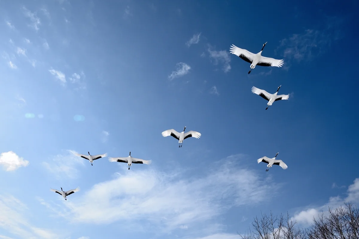 投稿写真：タンチョウヅル群飛行