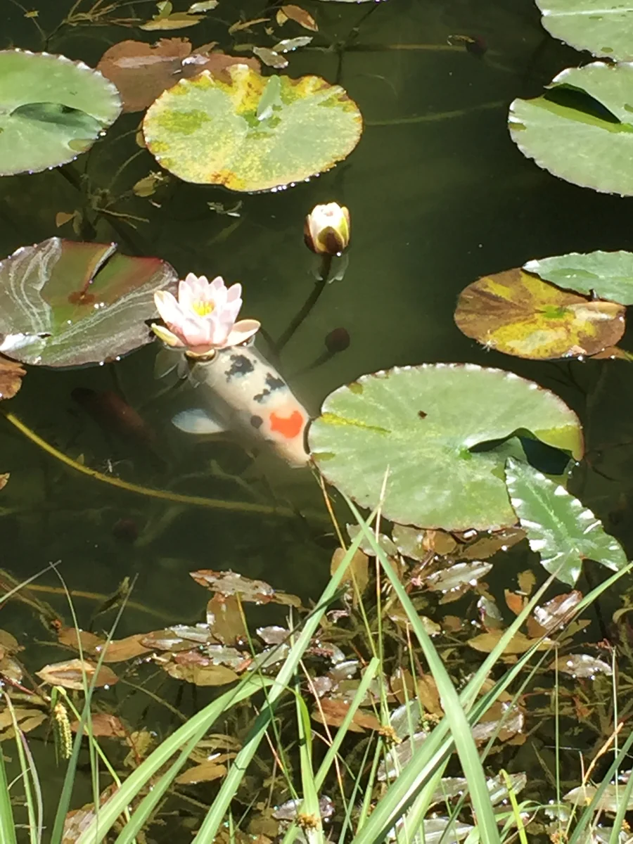 投稿写真：モネの池のハートの鯉