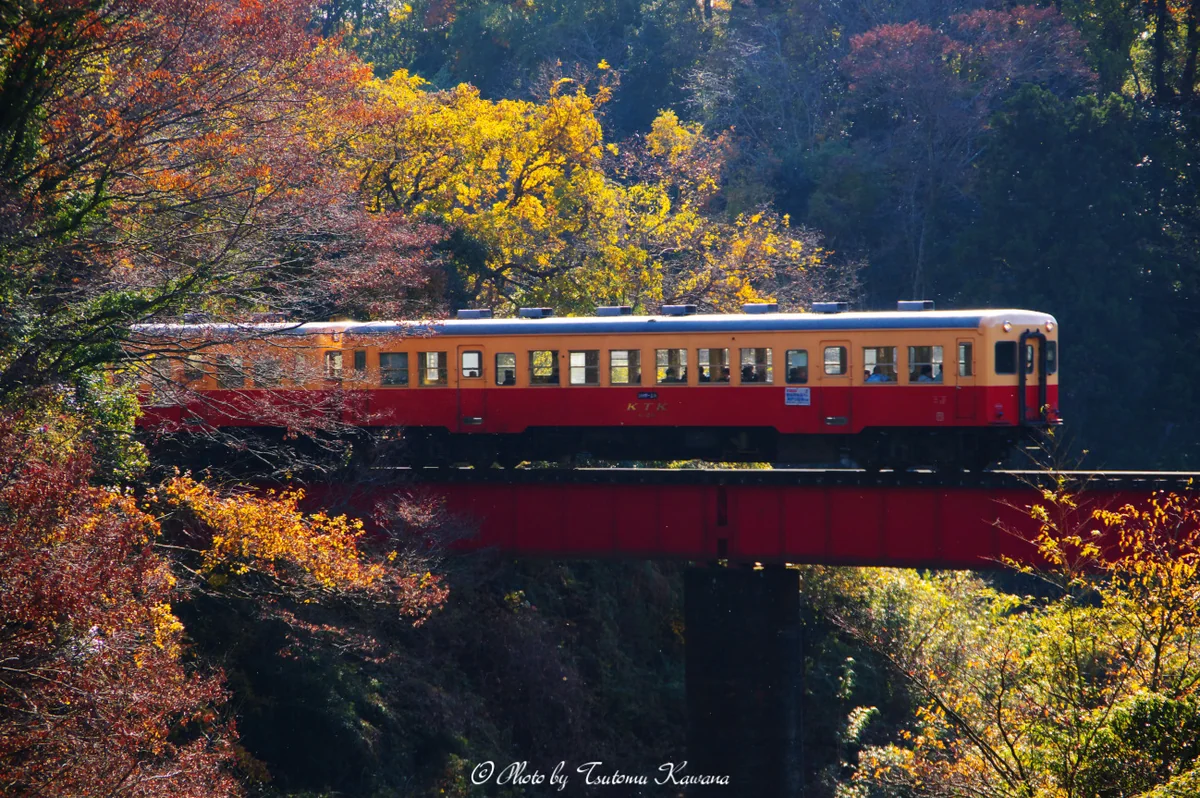 投稿写真：晩秋の黄昏鉄橋を行く。