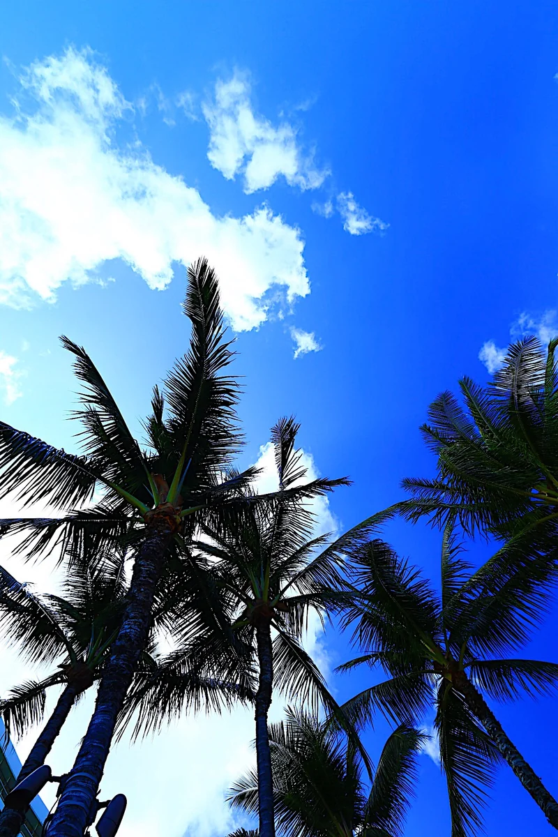 投稿写真：ハワイ