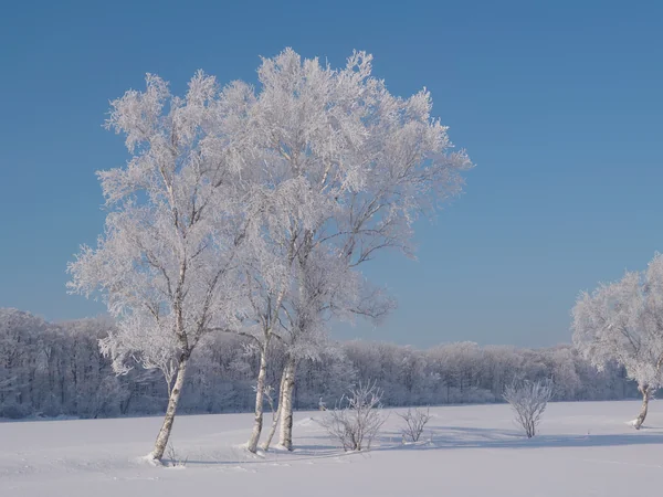 投稿：氷点下１９度の朝