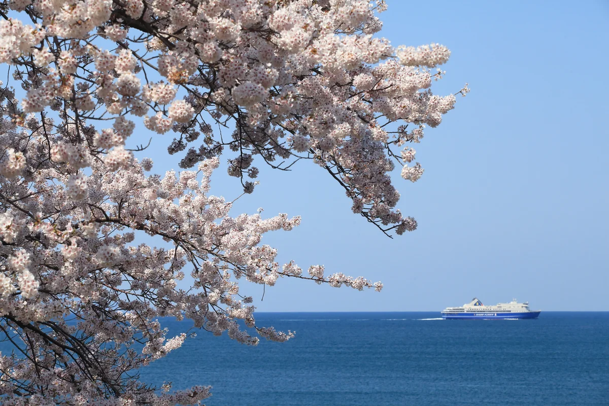 投稿写真：越佐海峡春景色