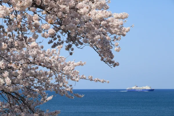投稿：越佐海峡春景色