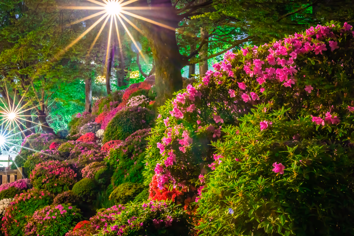 投稿写真：根津神社、夜のつつじ