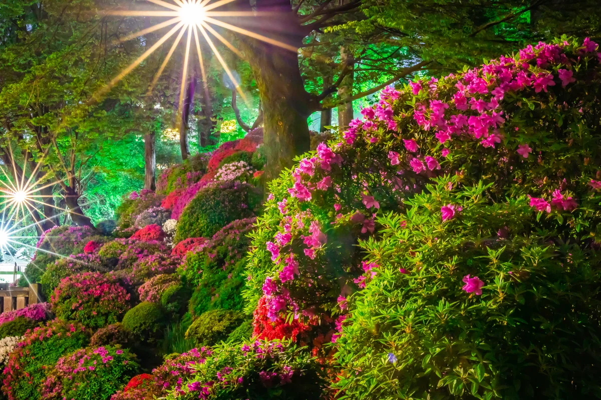 投稿写真：根津神社、夜のつつじ