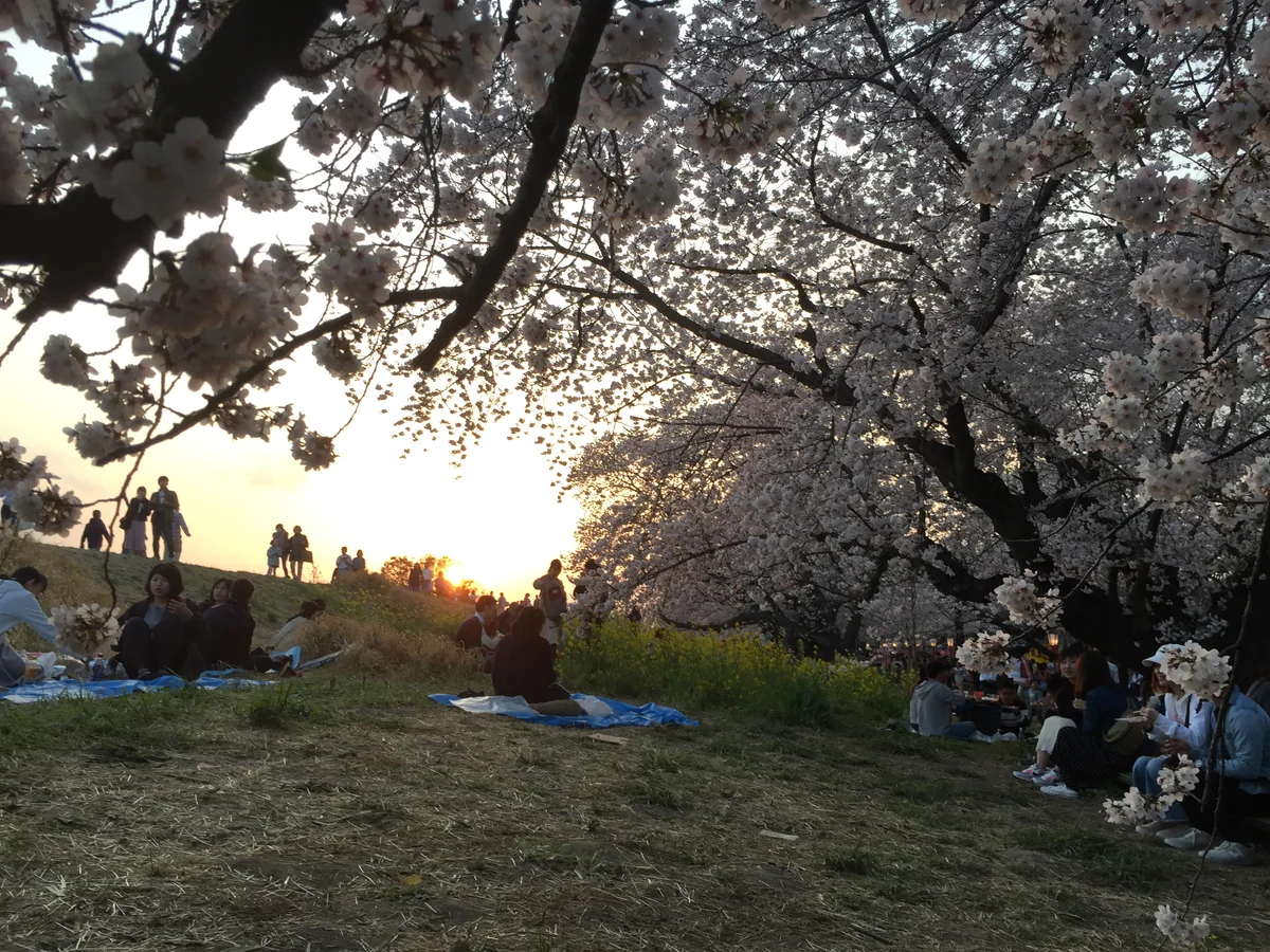 投稿写真：熊谷河川敷の桜