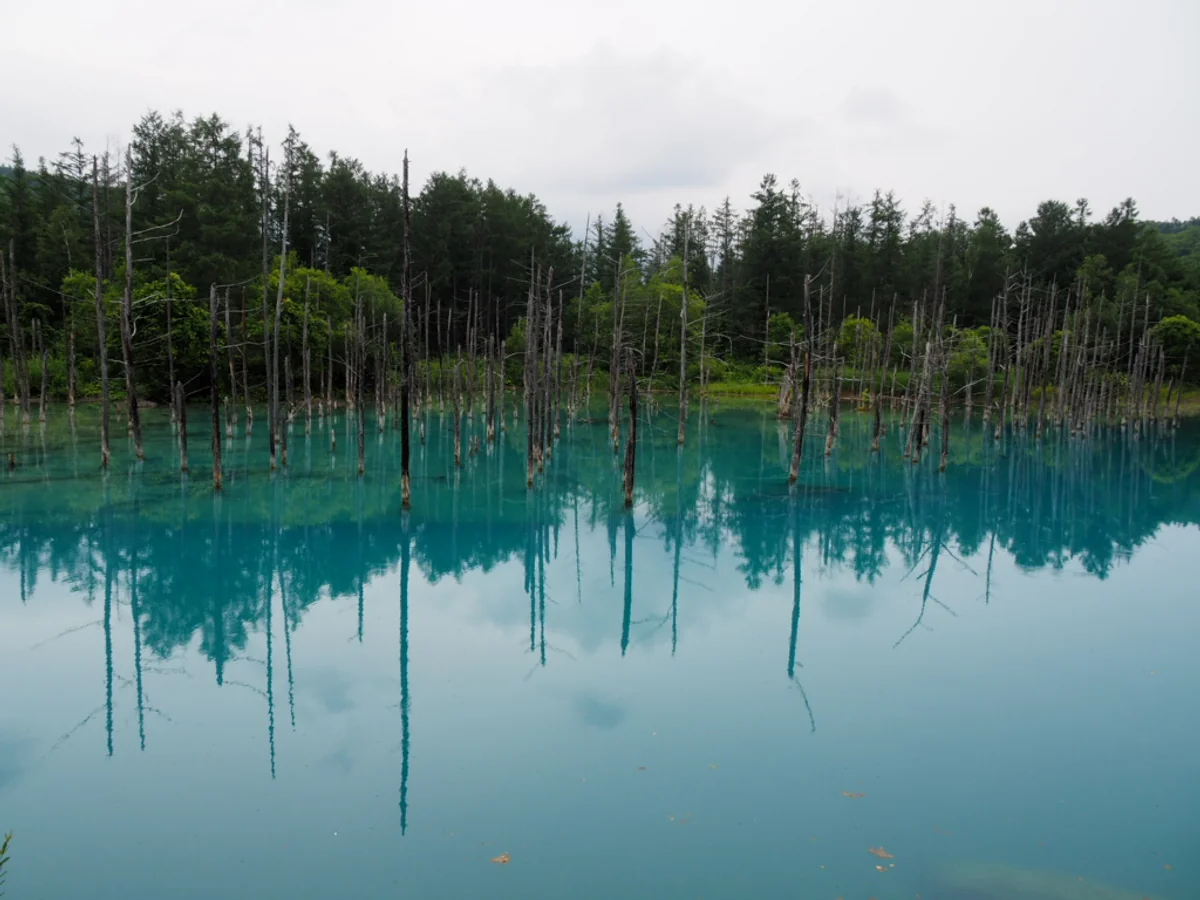 投稿写真：白金　青い池