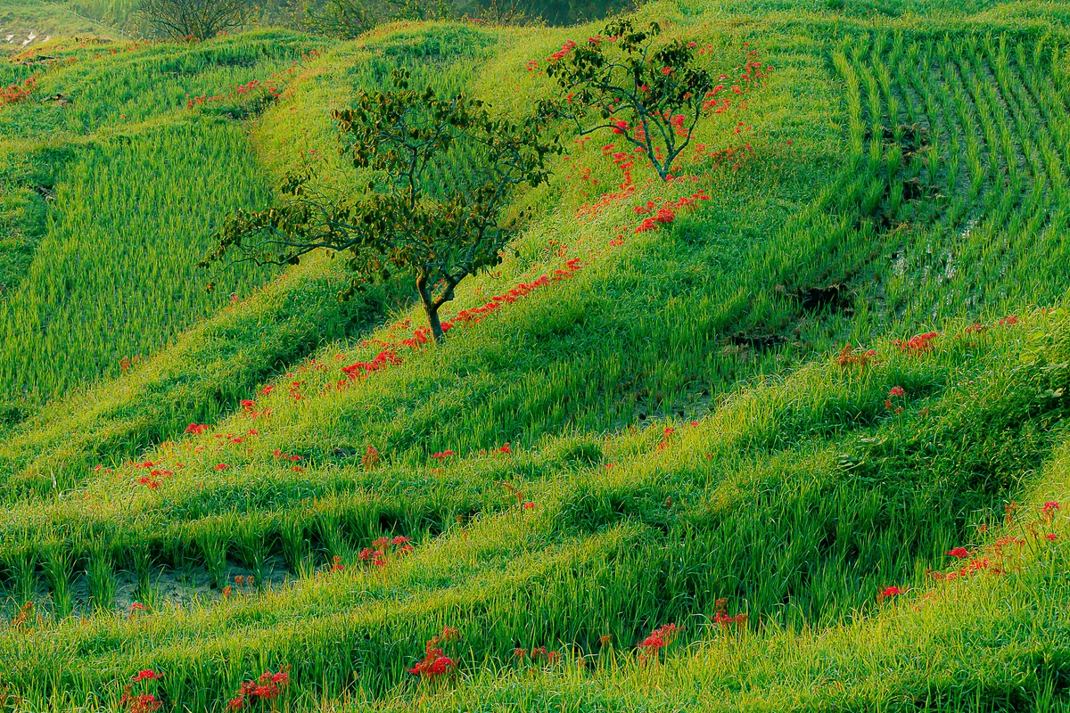 投稿写真：初秋の大山千枚田
