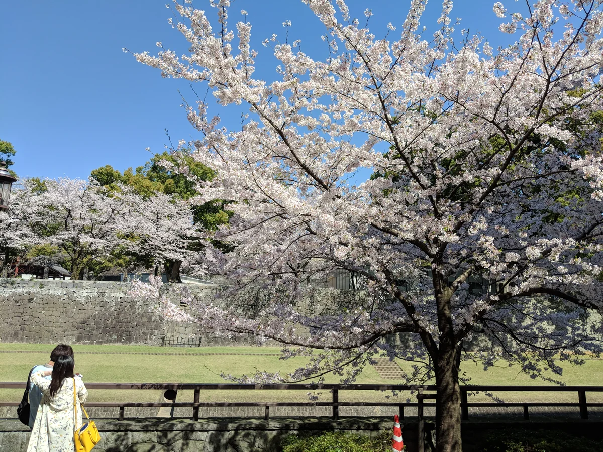 投稿写真：はじめでの満開体験