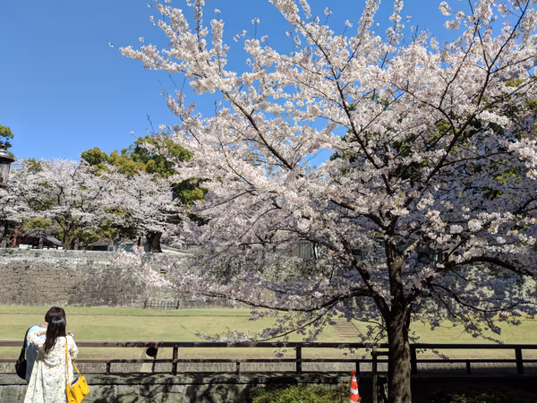 投稿：はじめでの満開体験