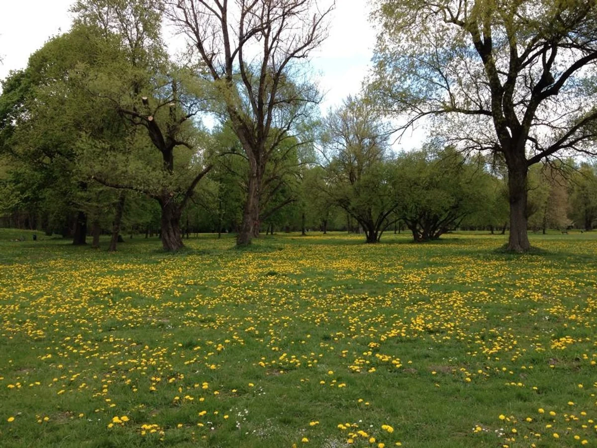 投稿写真：イングリッシュガーデンの春