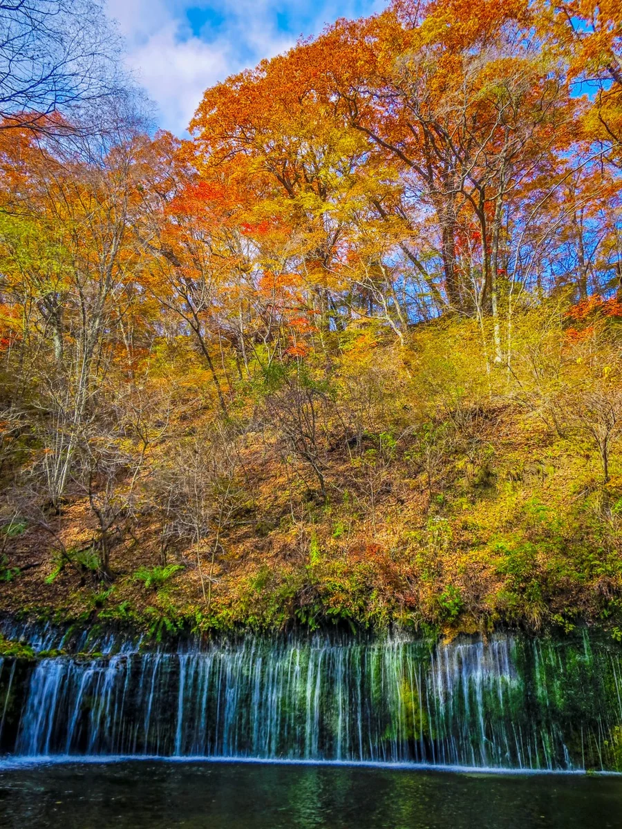 投稿写真：紅葉の白糸の滝