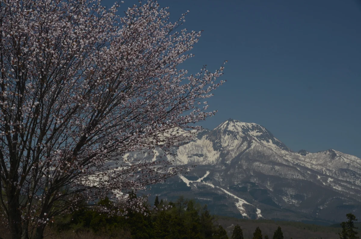 投稿写真：妙高山と遅咲きの桜