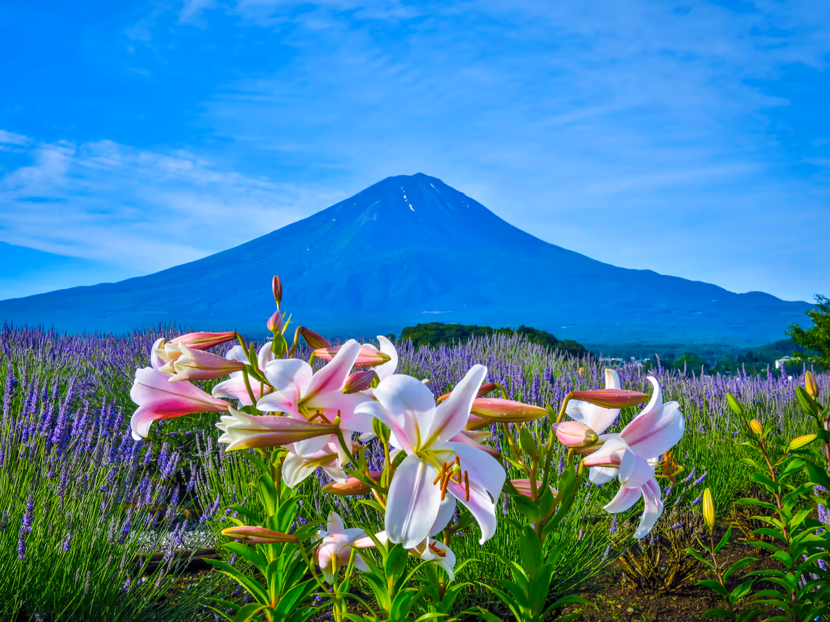投稿写真：夏富士とユリ