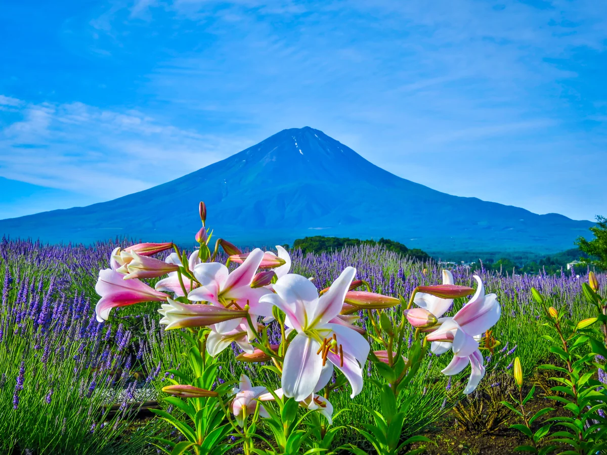 投稿写真：夏富士とユリ