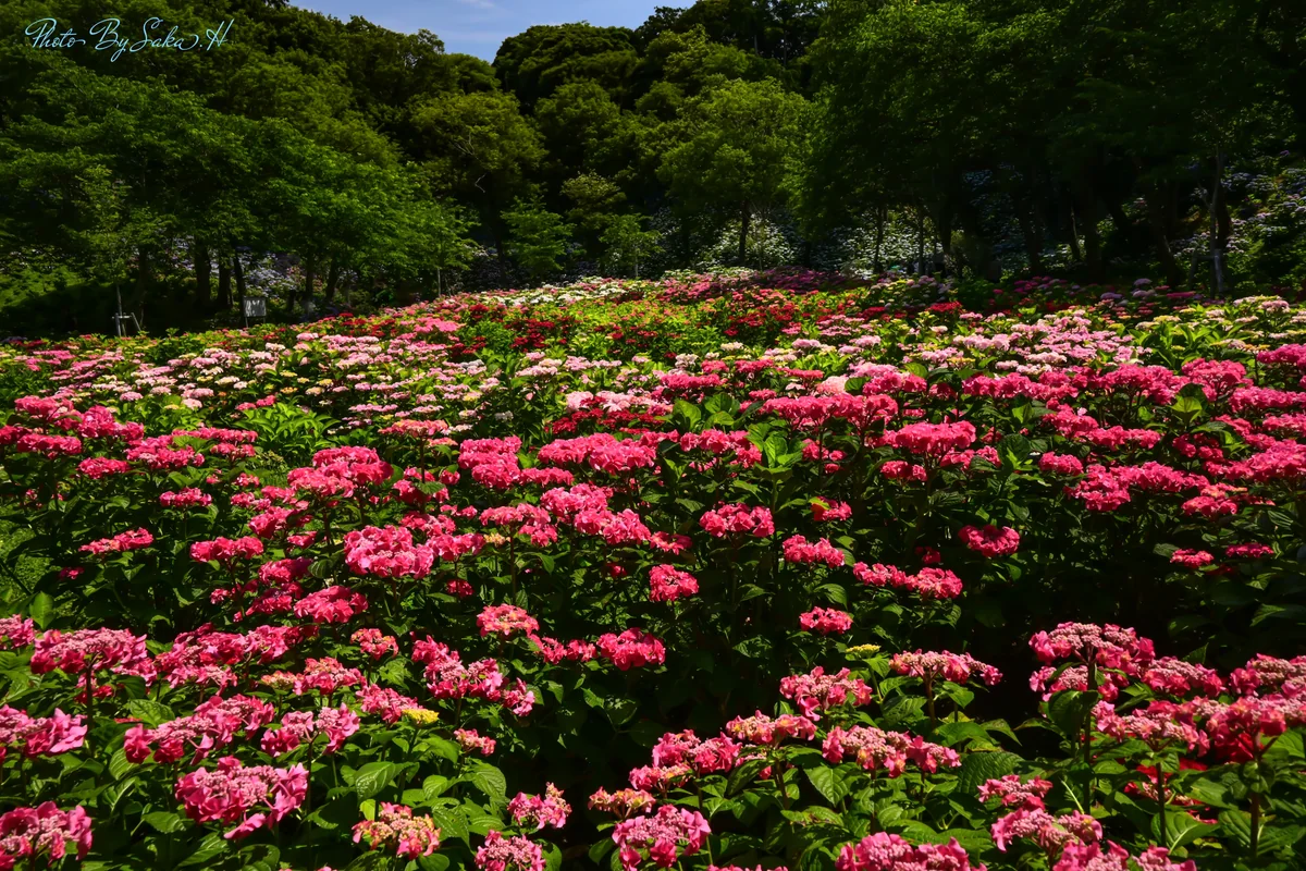 投稿写真：赤の絨毯