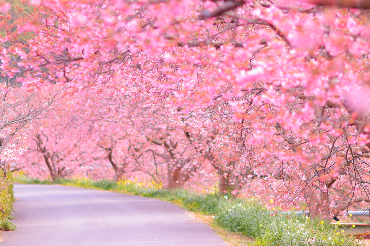 投稿写真：河津桜