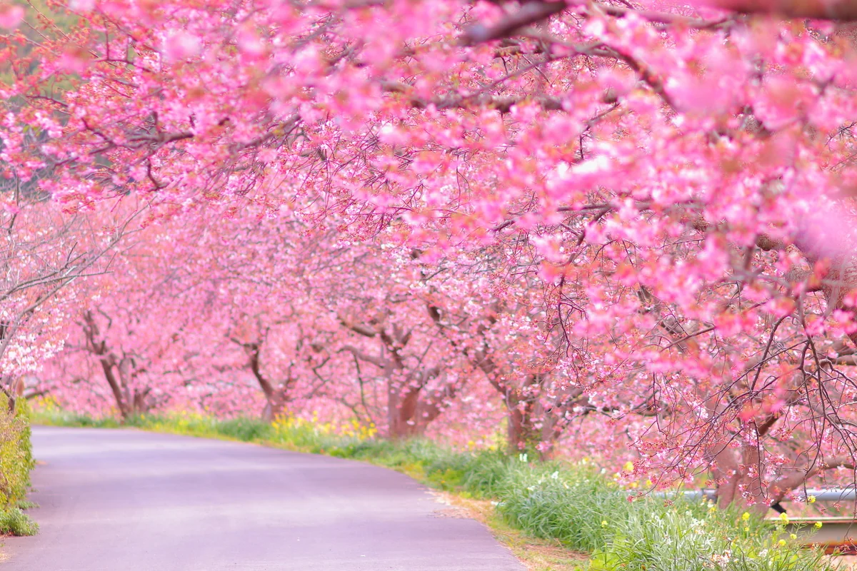 投稿写真：河津桜