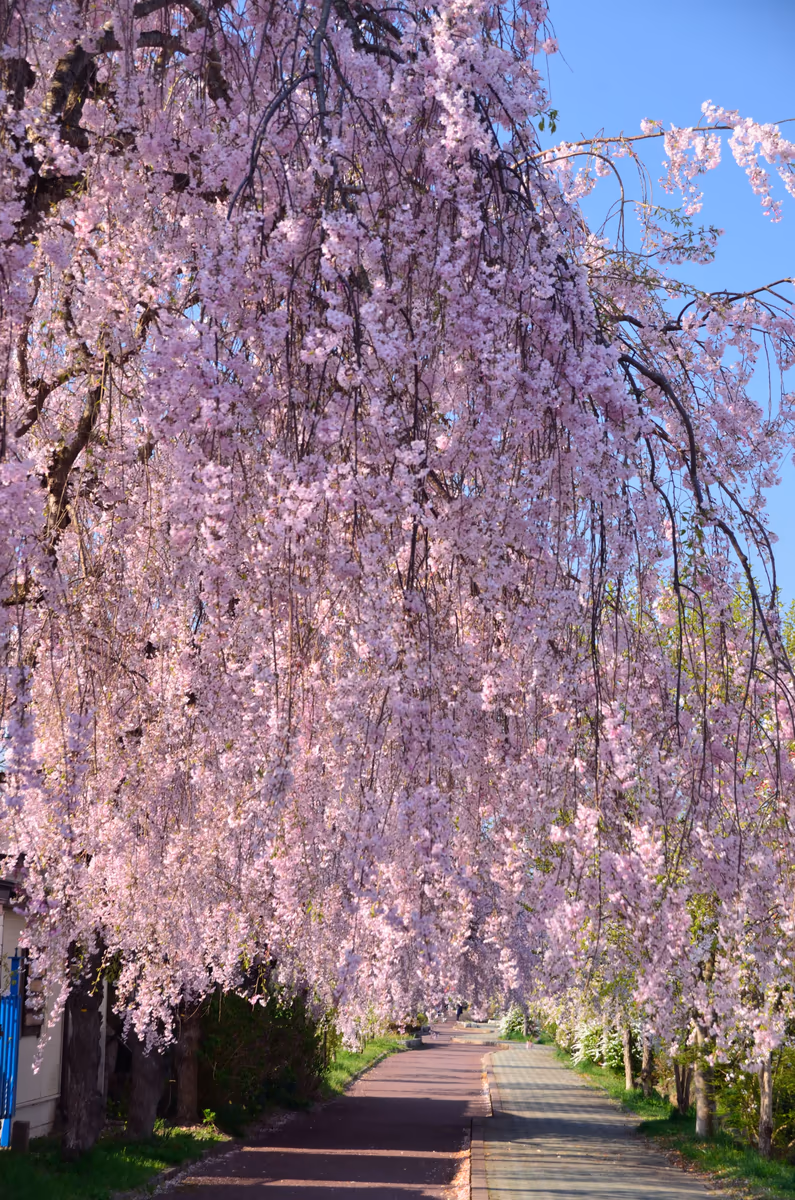 投稿写真：旧国鉄日中線　しだれ桜の散歩道