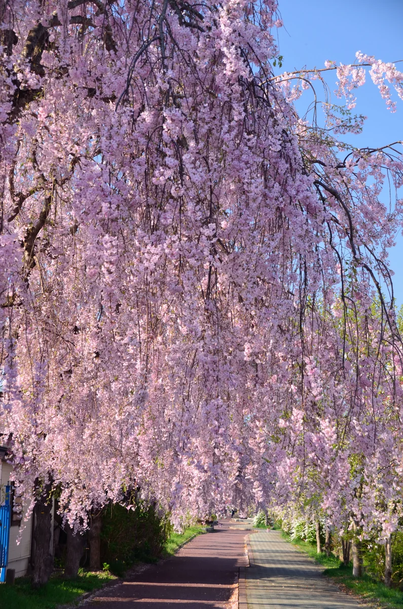投稿写真：旧国鉄日中線　しだれ桜の散歩道