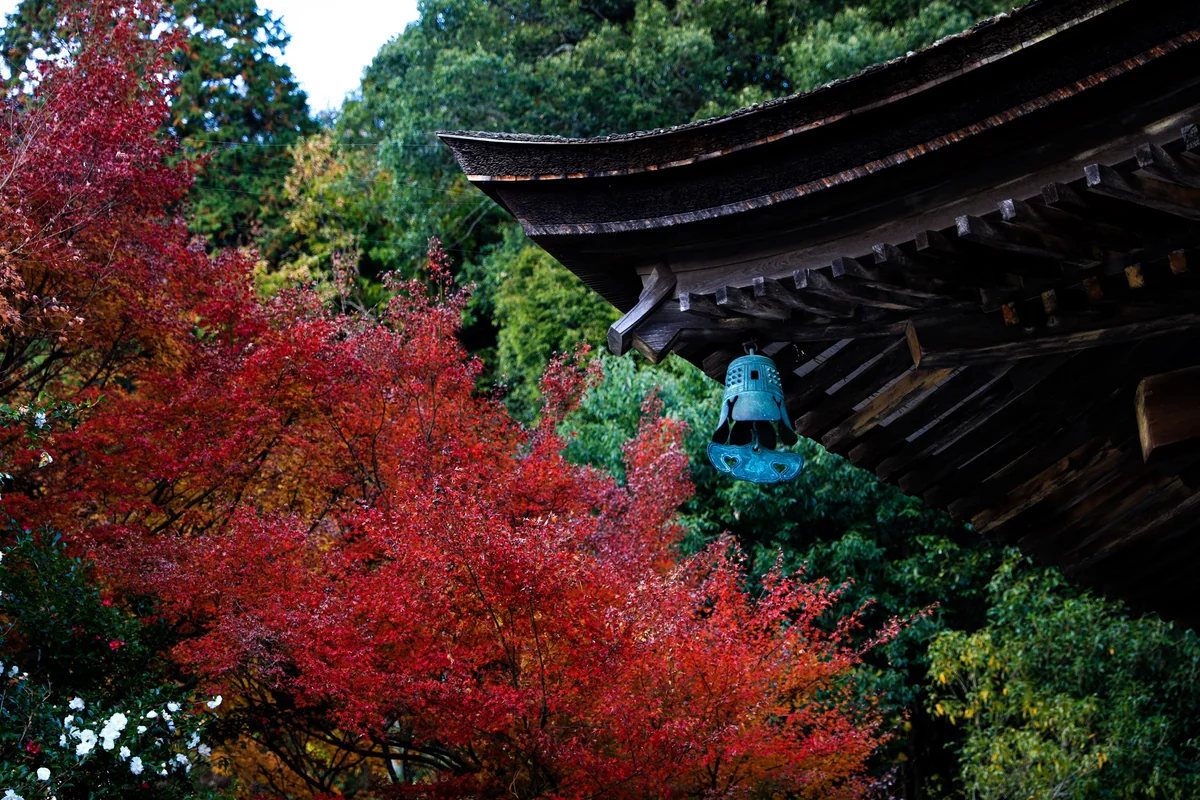 投稿写真：お寺と紅葉