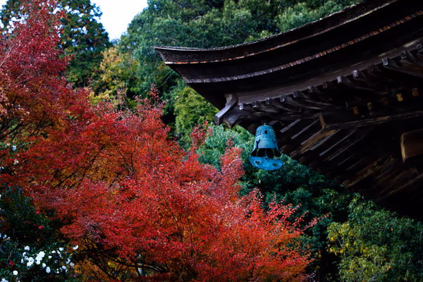 投稿：お寺と紅葉